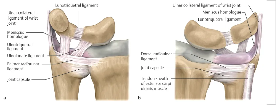 Triangular Fibrocartilage Complex Injuries ( TFCC)